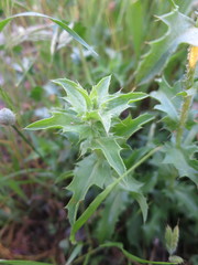 Carthamus caeruleus