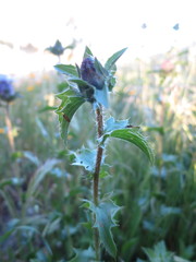 Carthamus caeruleus
