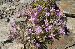 Chamaenerion colchicum