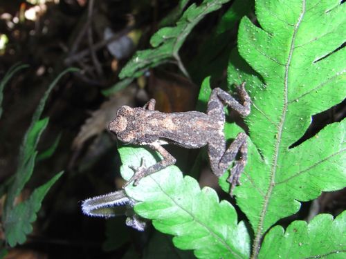 Kelaart's Dwarf Toad, Adenomus kelaartii