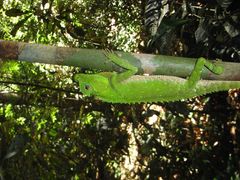 Lyriocephalus scutatus