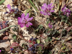 Trifolium resupinatum