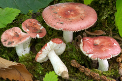 Russula minutula