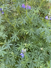 Lupinus nootkatensis