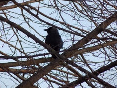Corvus monedula