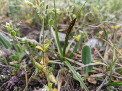 Carex flacca serrulata