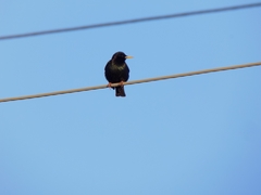 Sturnus vulgaris