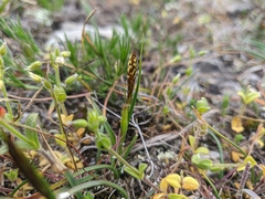 Carex flacca serrulata