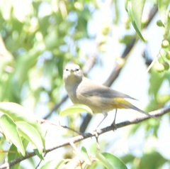 Leiothlypis crissalis