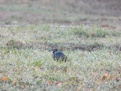 Sturnus vulgaris