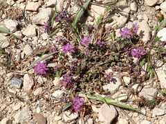 Trifolium resupinatum