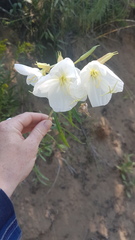 Oenothera nuttallii