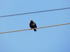 Sturnus vulgaris