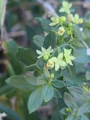 Galium serpenticum