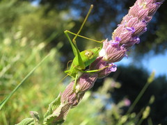 Odontura glabricauda
