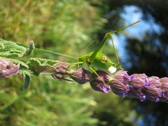Odontura glabricauda