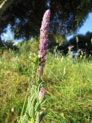 Nepeta tuberosa
