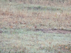 Fringilla coelebs