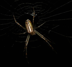 Leucauge wulingensis