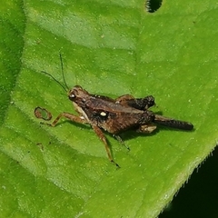 Batrachideinae