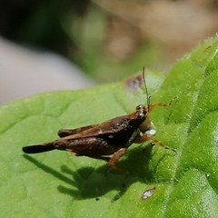 Batrachideinae