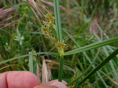 Cyperus longus