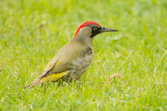 Picus viridis