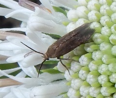 Scythris fuscicomella