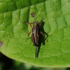 Batrachideinae