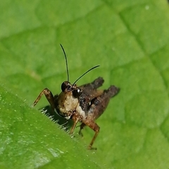 Batrachideinae