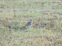 Turdus pilaris