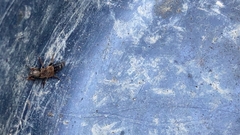 Platydracus chalcocephalus