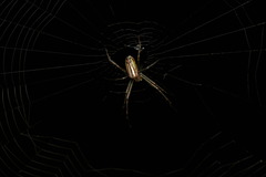 Leucauge wulingensis
