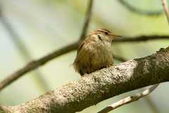 Troglodytes troglodytes