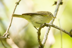 Phylloscopus collybita