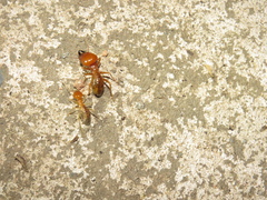 Termitoidae