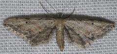 Idaea attenuaria