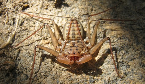 Baja Tailless Whipscorpion