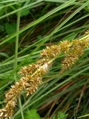 Carex paniculata lusitanica