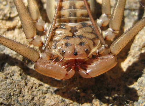 Baja Tailless Whipscorpion