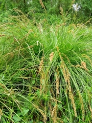 Carex paniculata lusitanica