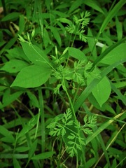 Chaerophyllum procumbens procumbens