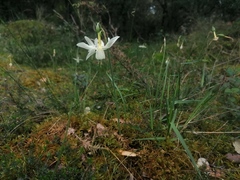 Narcissus triandrus pallidulus
