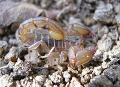 Nullibrotheas allenii