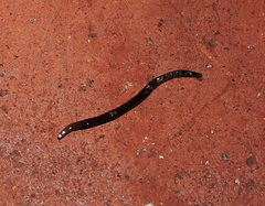 Australopacifica