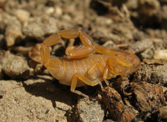 Centruroides exilicauda