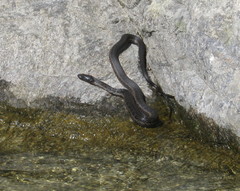 Thamnophis validus celaeno