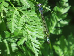 Zoniagrion exclamationis