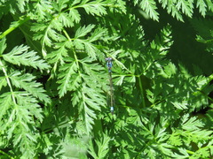 Zoniagrion exclamationis