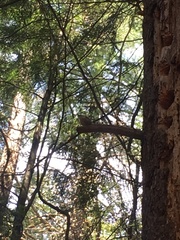 Troglodytes hiemalis